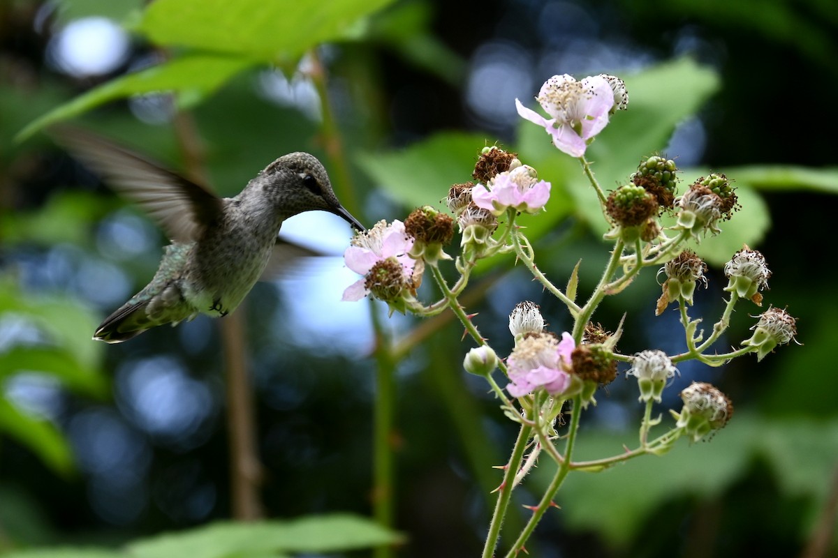 Anna's Hummingbird - ML620973600