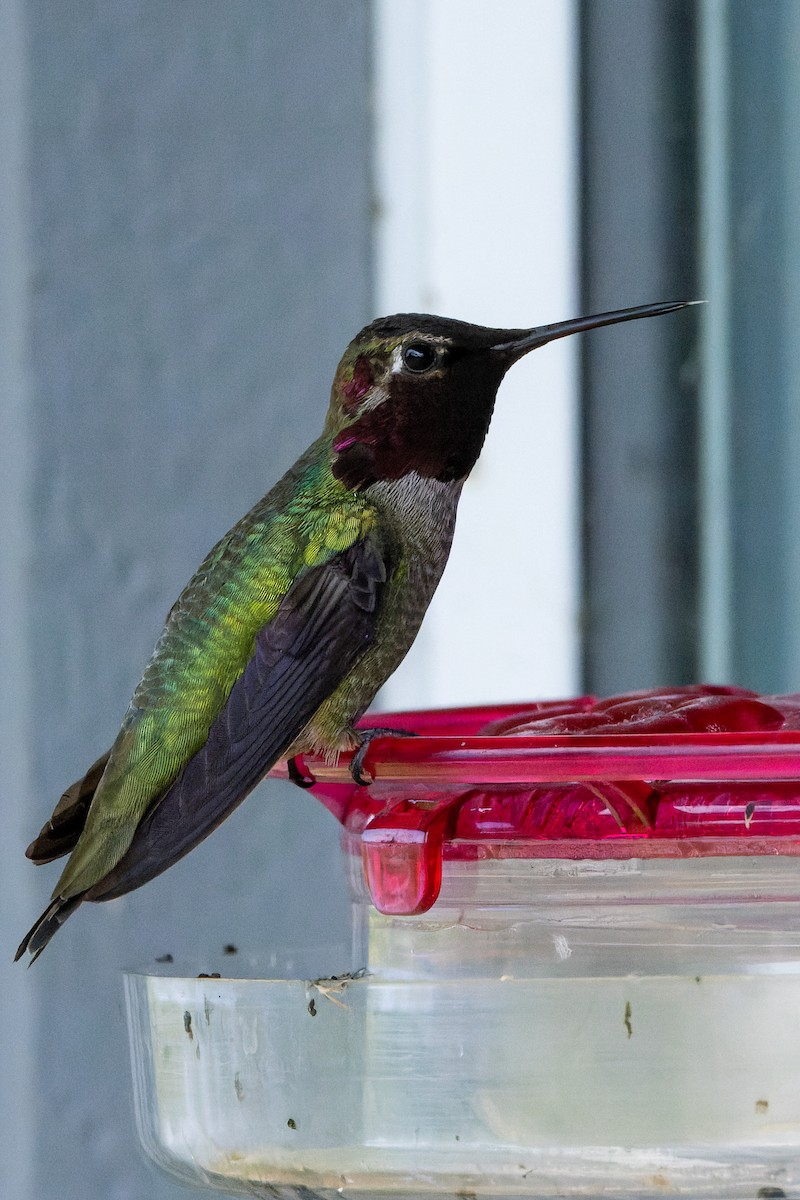Anna's Hummingbird - ML620973604