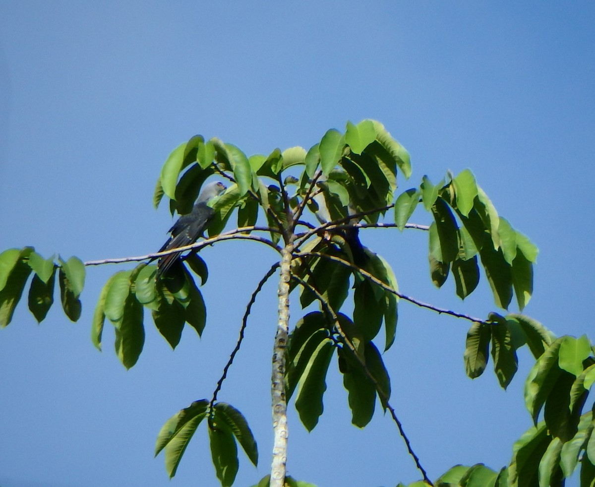 Plumbeous Kite - ML620973614