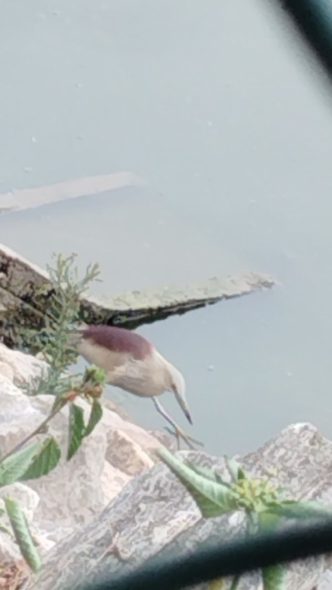 Indian Pond-Heron - ML620973620