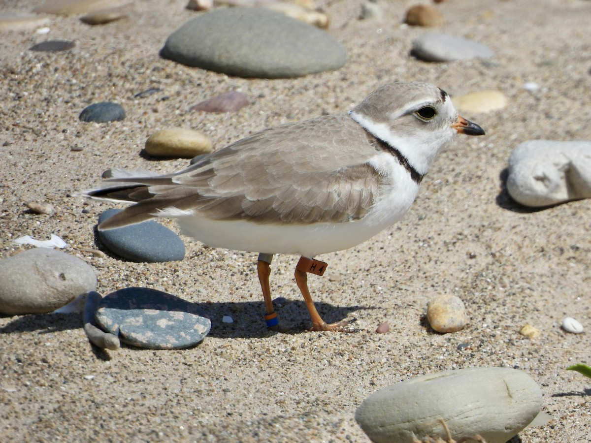 Piping Plover - ML620973625
