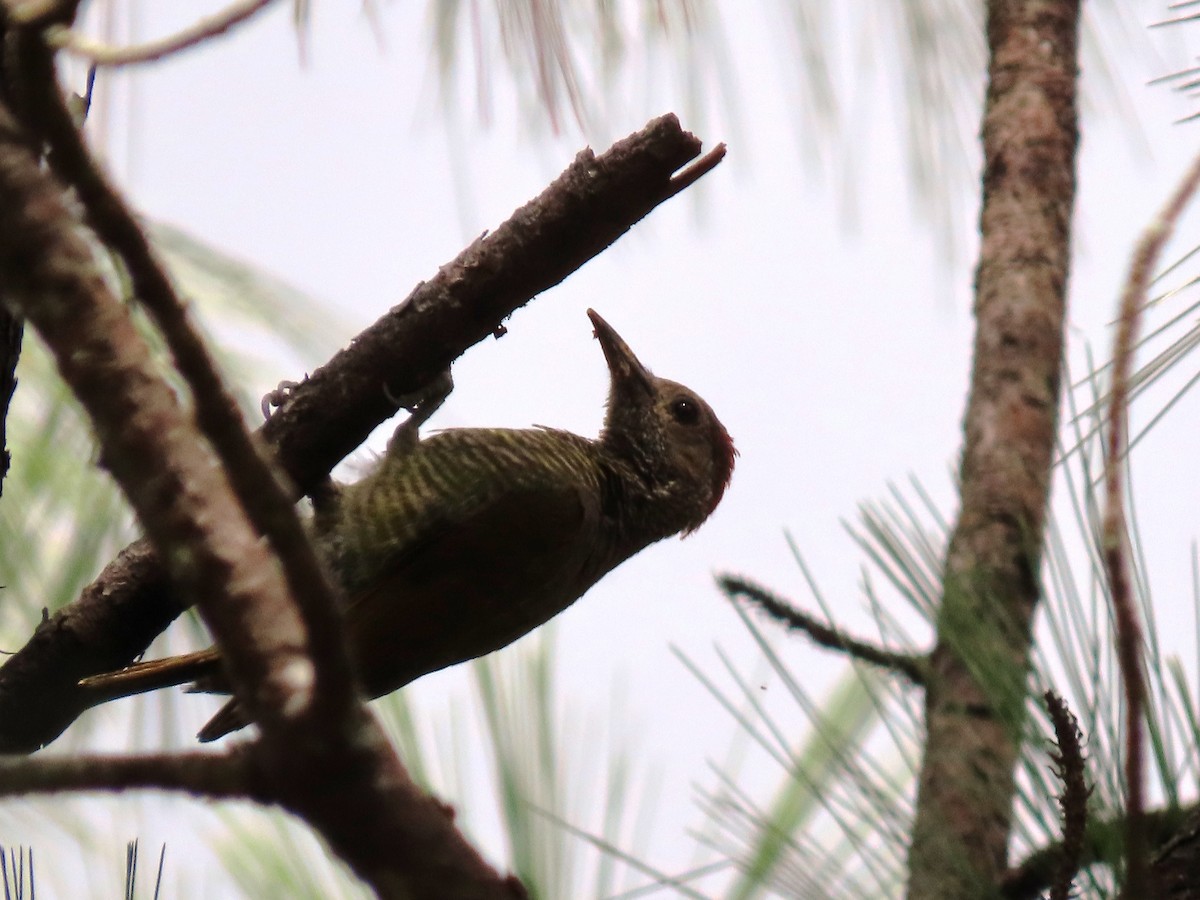 Golden-olive Woodpecker - ML620973630