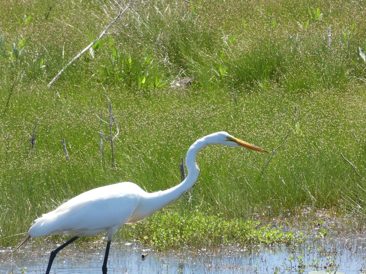 Great Egret - ML620973634