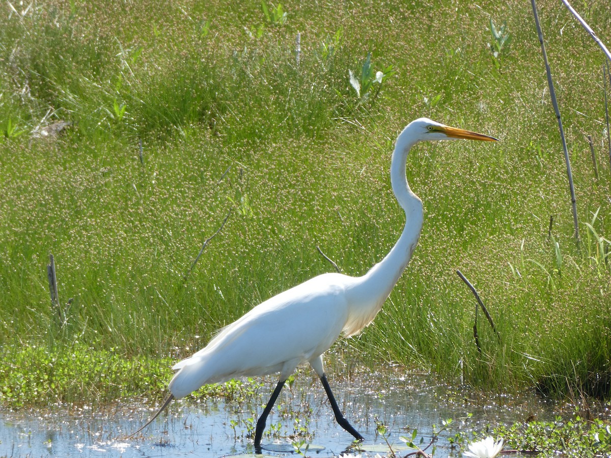 Great Egret - ML620973638