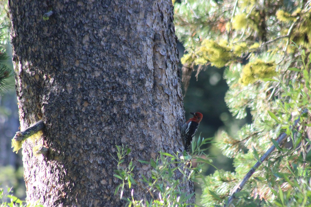 Red-breasted Sapsucker - ML620973645