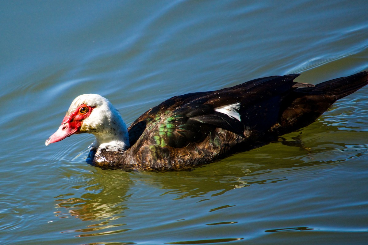 Muscovy Duck (Domestic type) - ML620973652