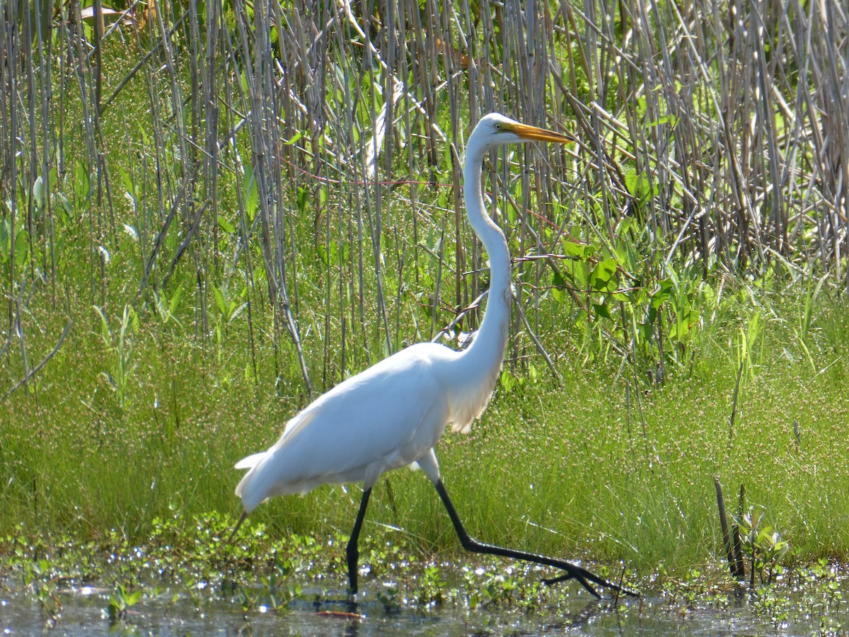 Great Egret - ML620973654