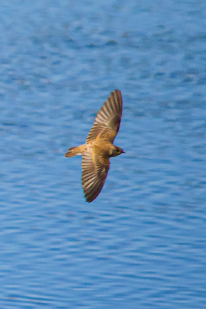Northern Rough-winged Swallow - ML620973674