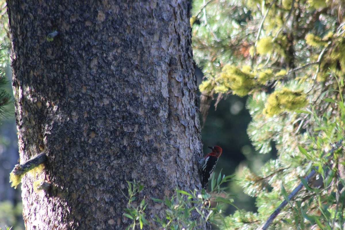Red-breasted Sapsucker - ML620973675