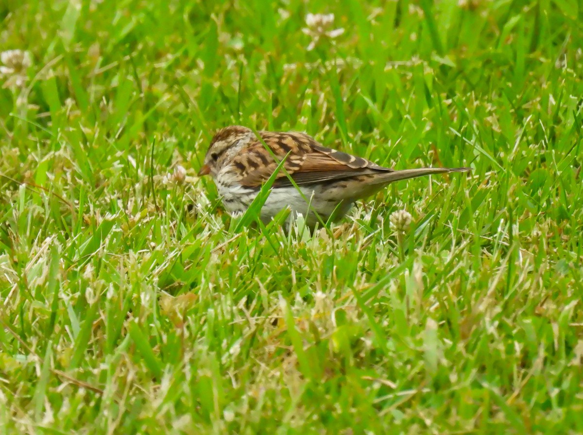 Chipping Sparrow - ML620973677