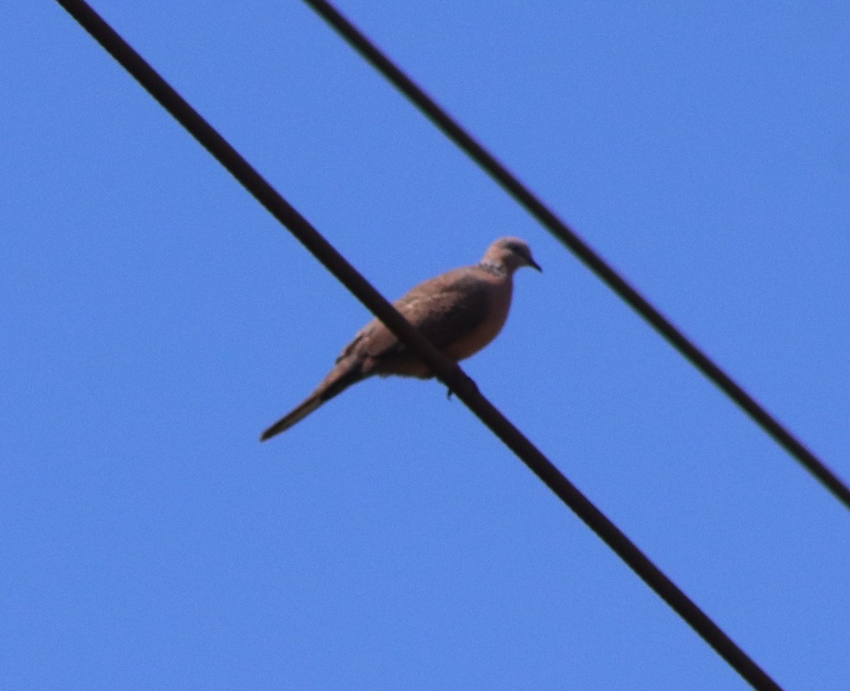 Spotted Dove - ML620973693