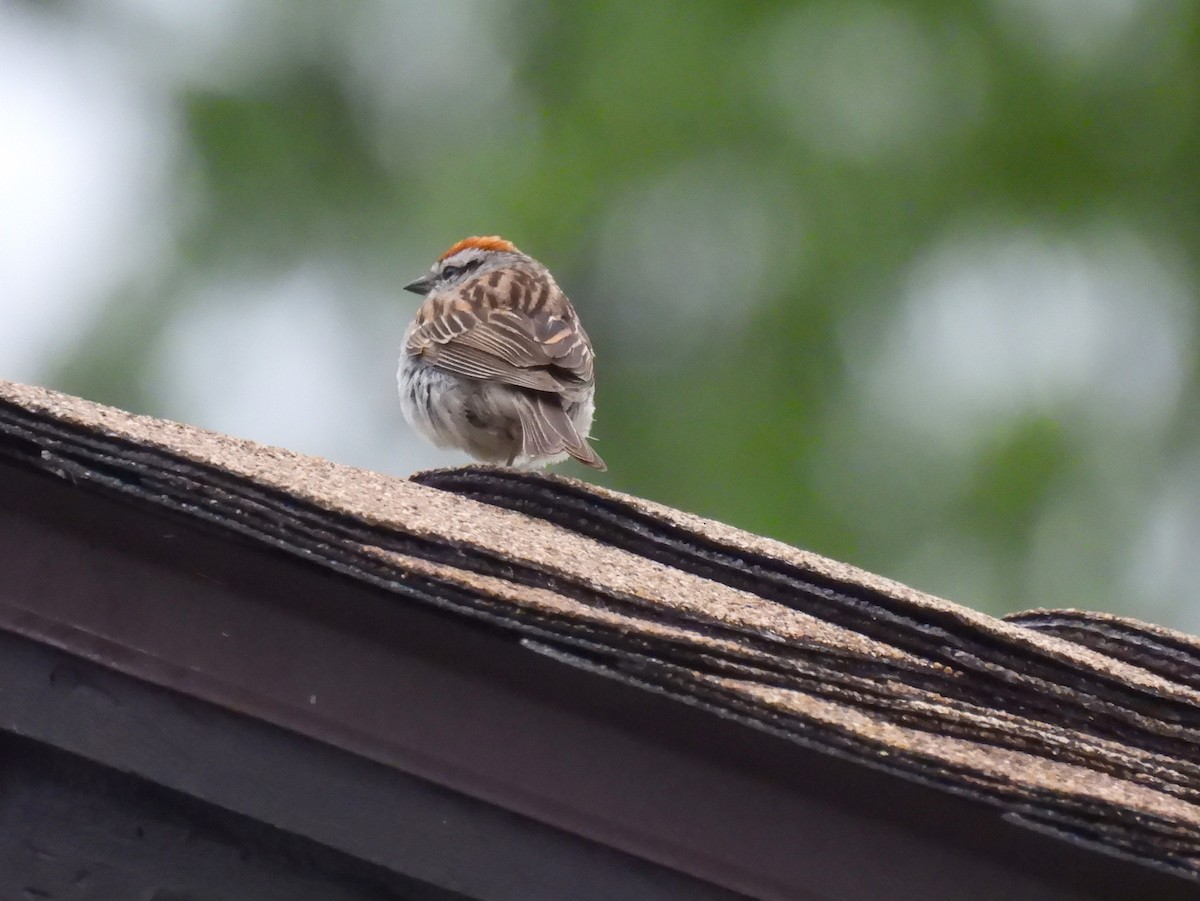 Chipping Sparrow - ML620973739