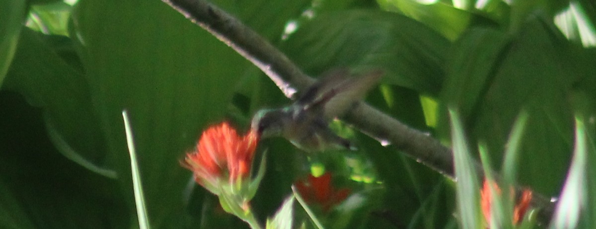 Calliope Hummingbird - ML620973752