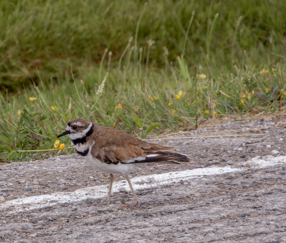 Killdeer - ML620973757