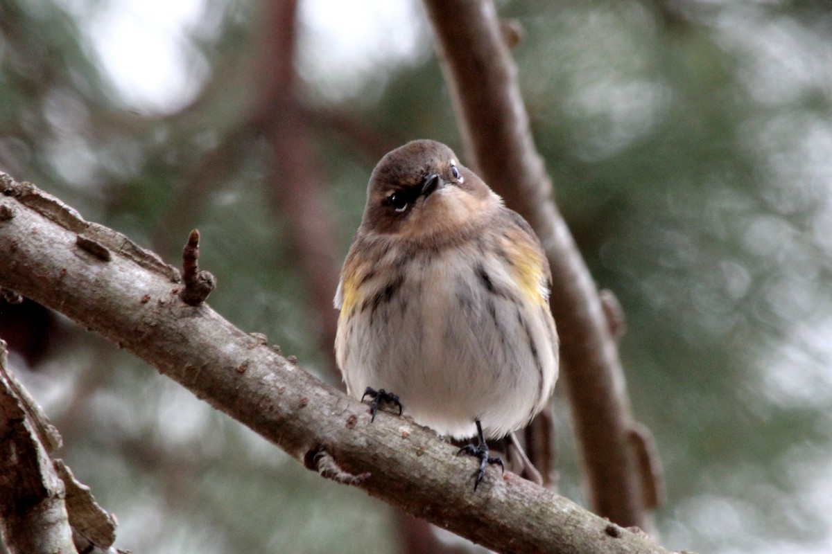 Yellow-rumped Warbler - Angel Zakharia