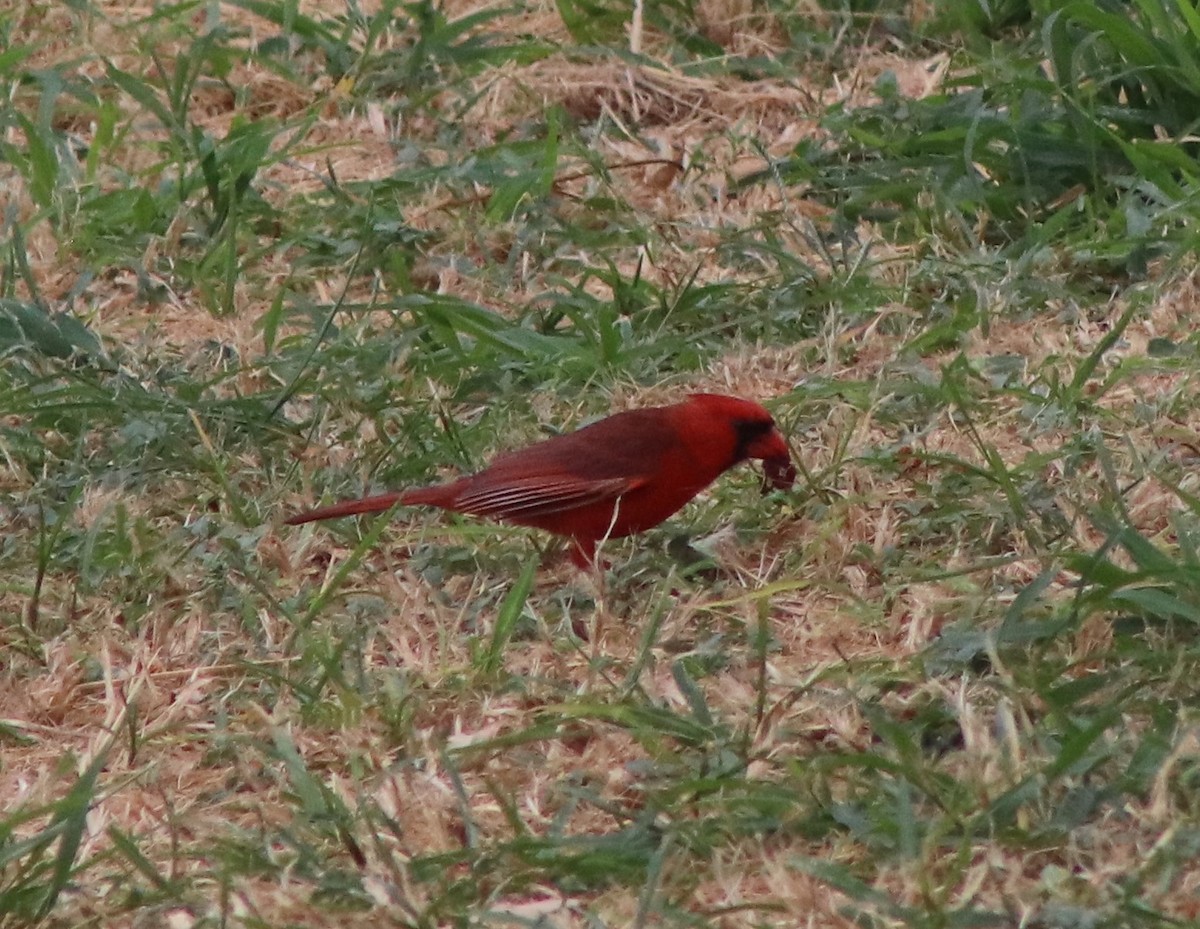 Cardinal rouge - ML620973763
