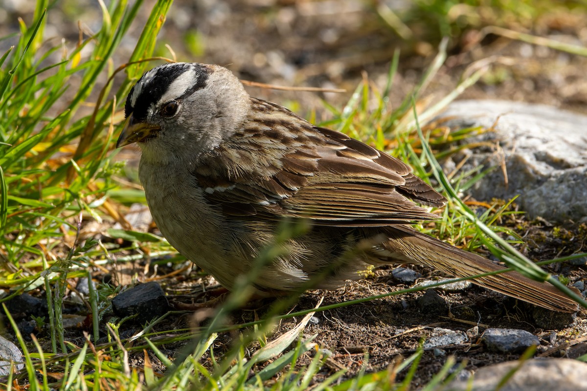 White-crowned Sparrow - ML620973813