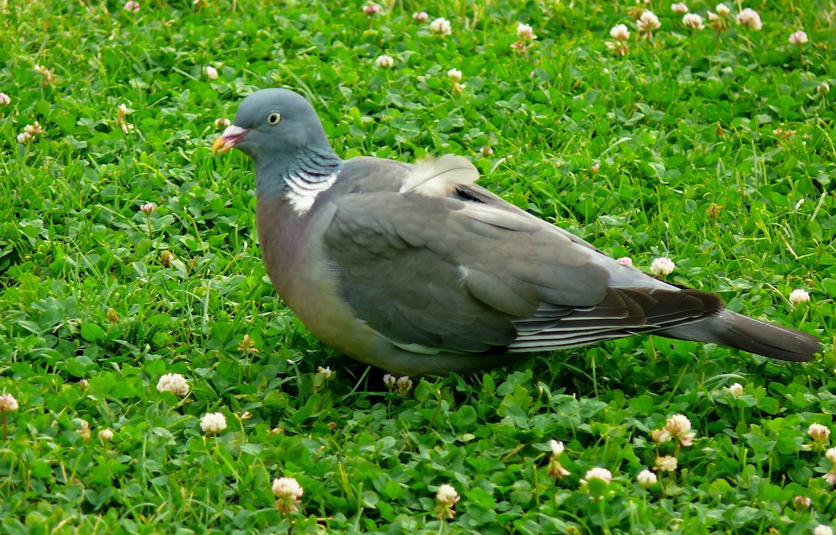 Pigeon ramier (groupe palumbus) - ML620973820