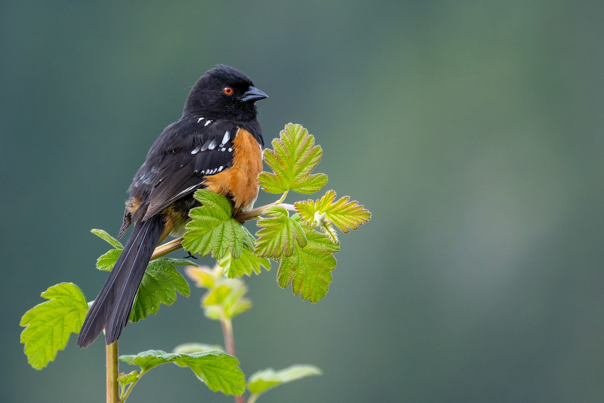 Spotted Towhee - ML620973821