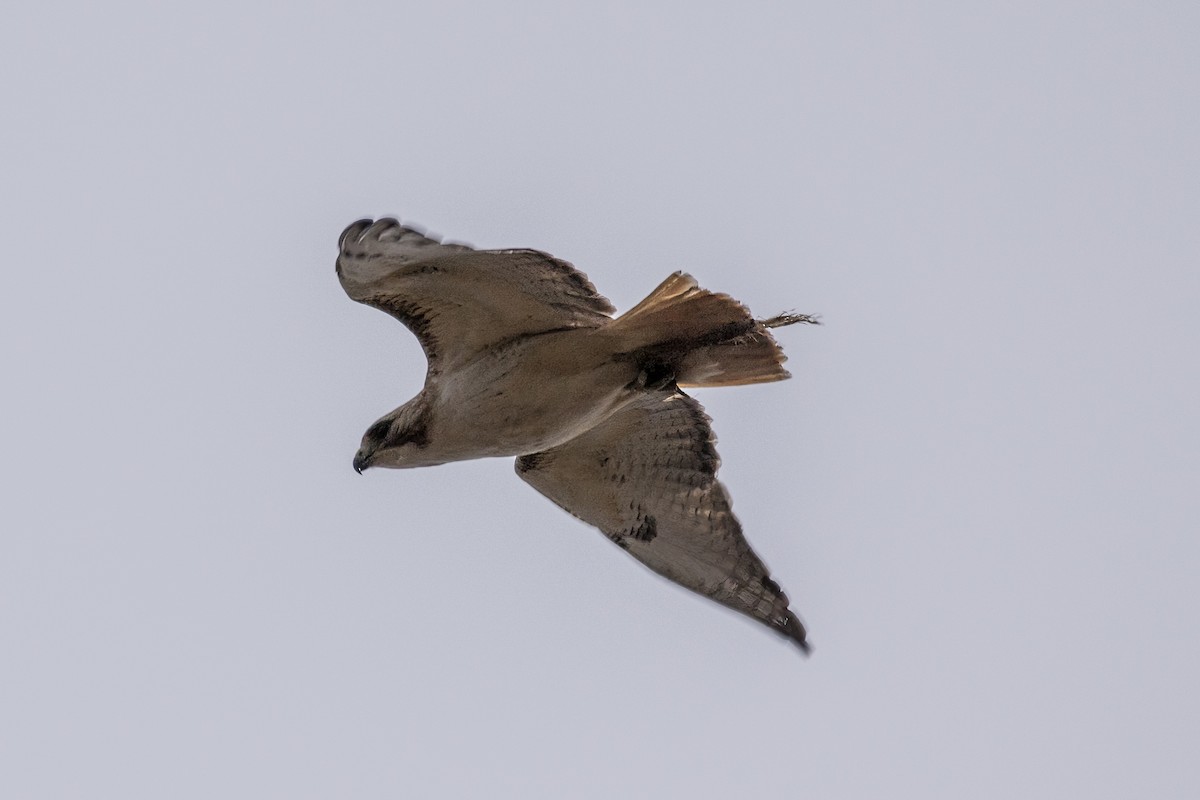 Red-tailed Hawk - ML620973829