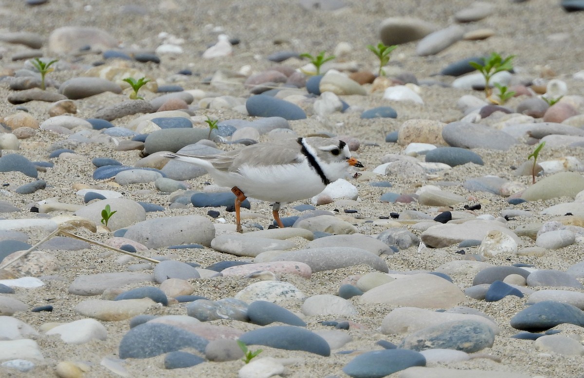 Piping Plover - ML620973835