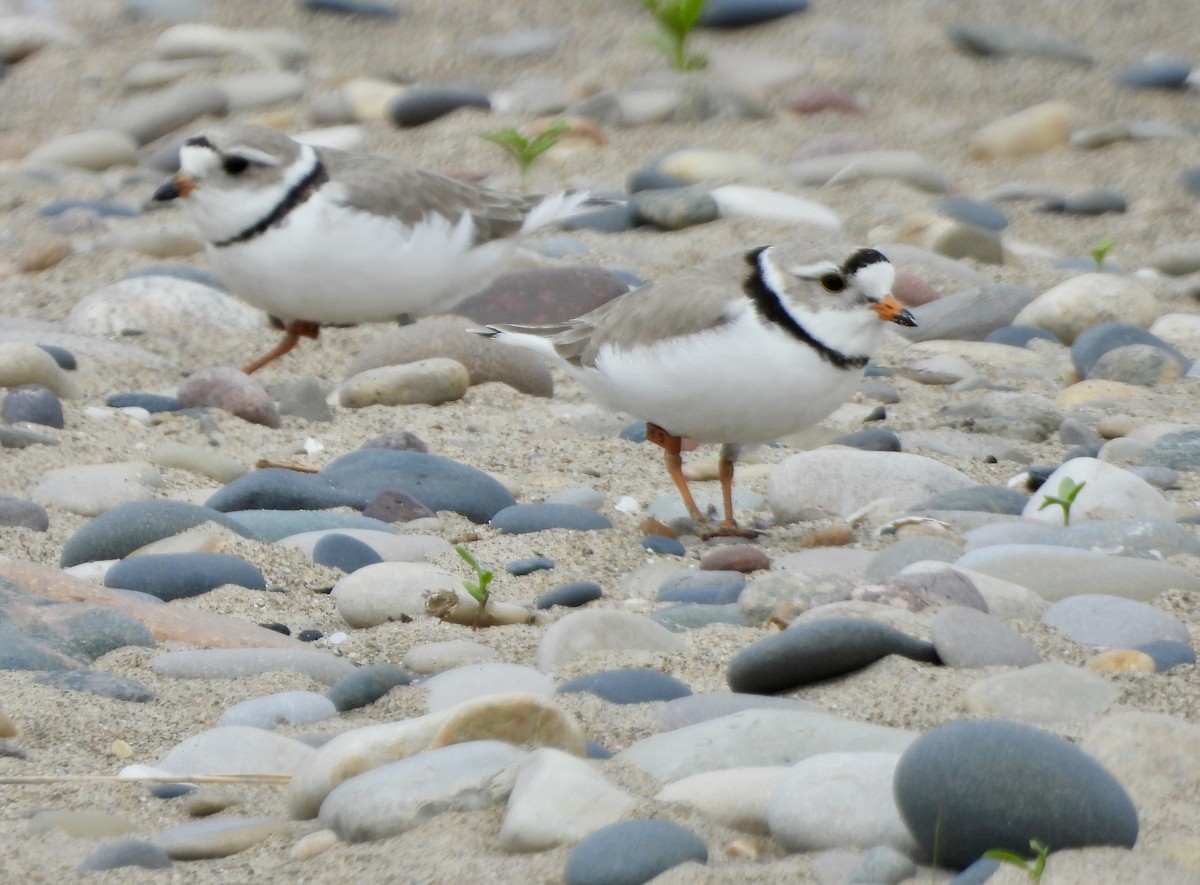 Piping Plover - ML620973838