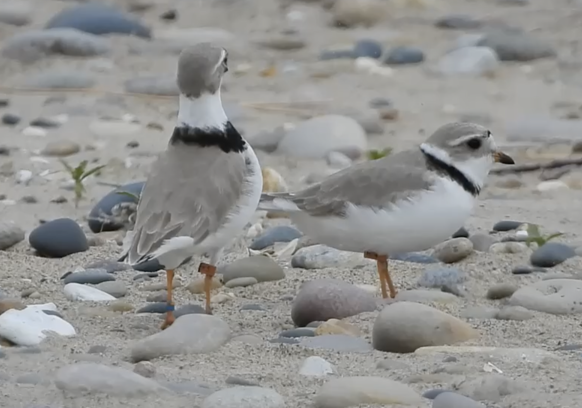 Piping Plover - ML620973903