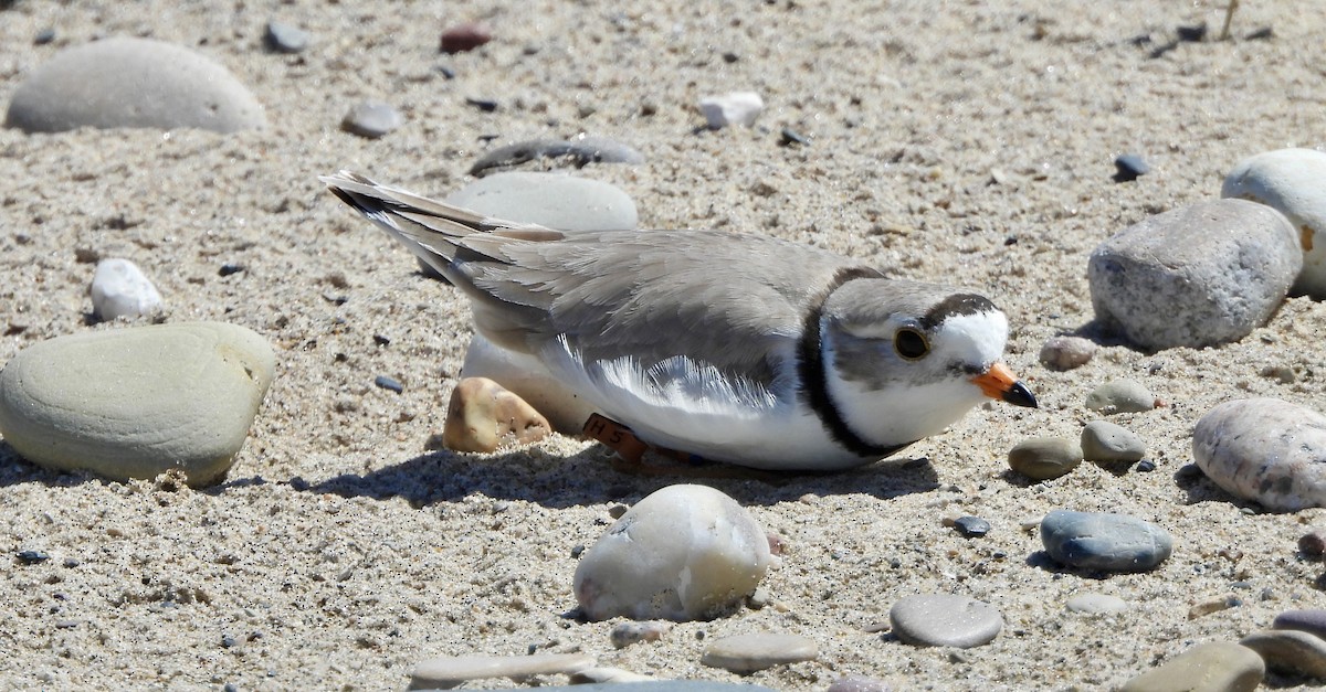 Piping Plover - ML620973919