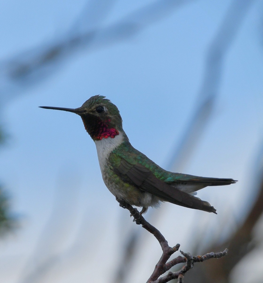 Broad-tailed Hummingbird - Jeff Gardner