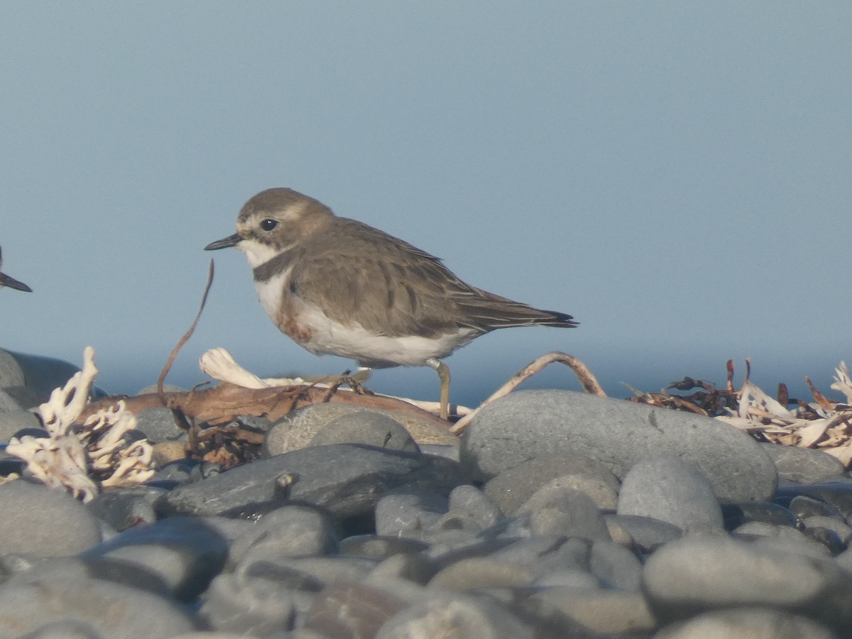 Double-banded Plover - ML620973938