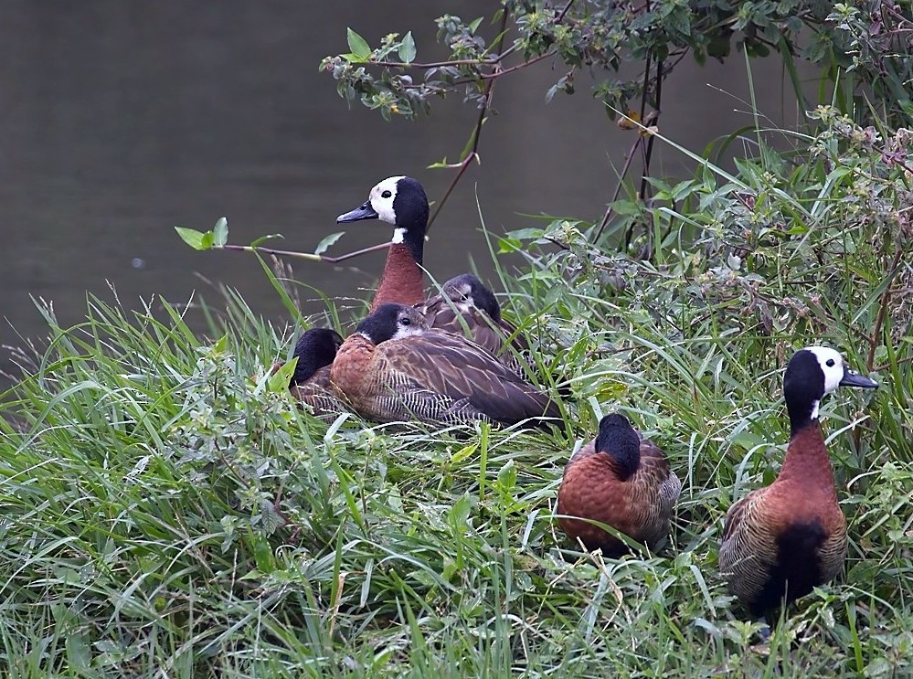 White-faced Whistling-Duck - ML620973945