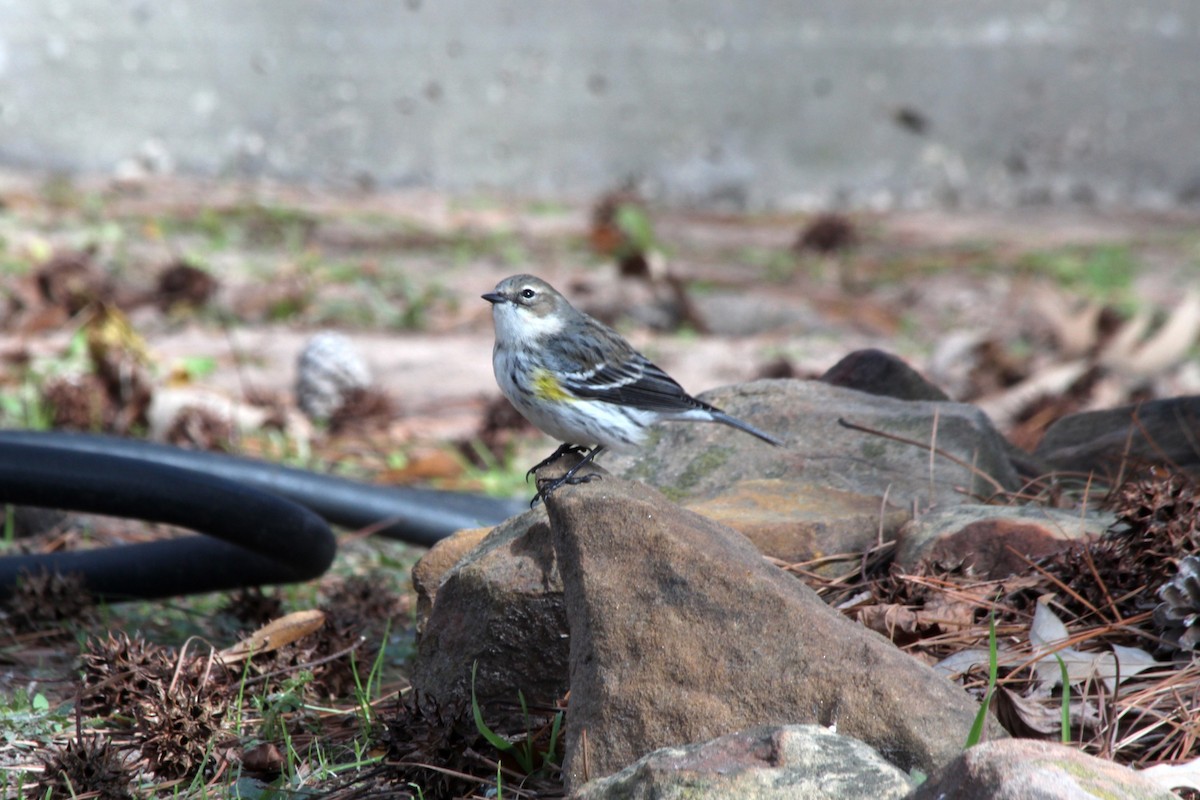 Yellow-rumped Warbler - Angel Zakharia