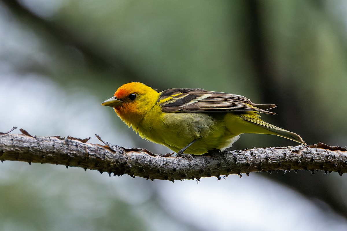 Western Tanager - ML620973978
