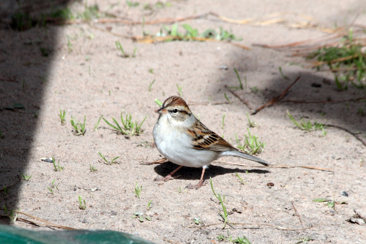 Chipping Sparrow - ML620973986