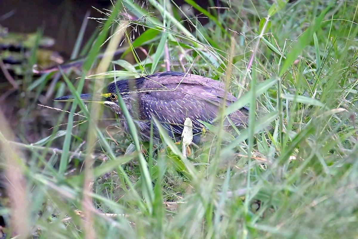 Striated Heron - ML620973994