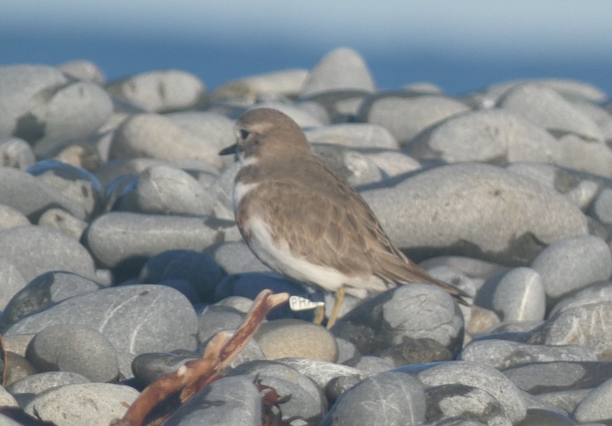 Double-banded Plover - ML620973999