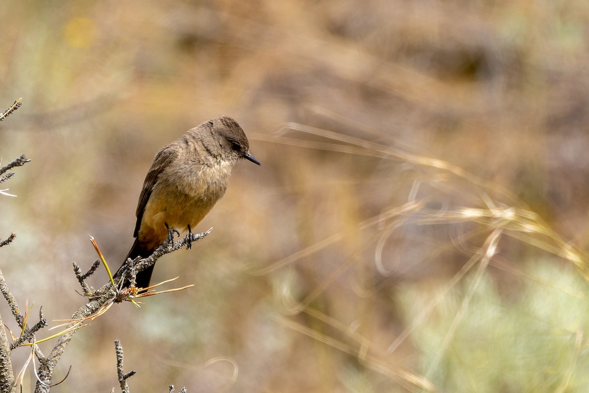 Say's Phoebe - ML620974012