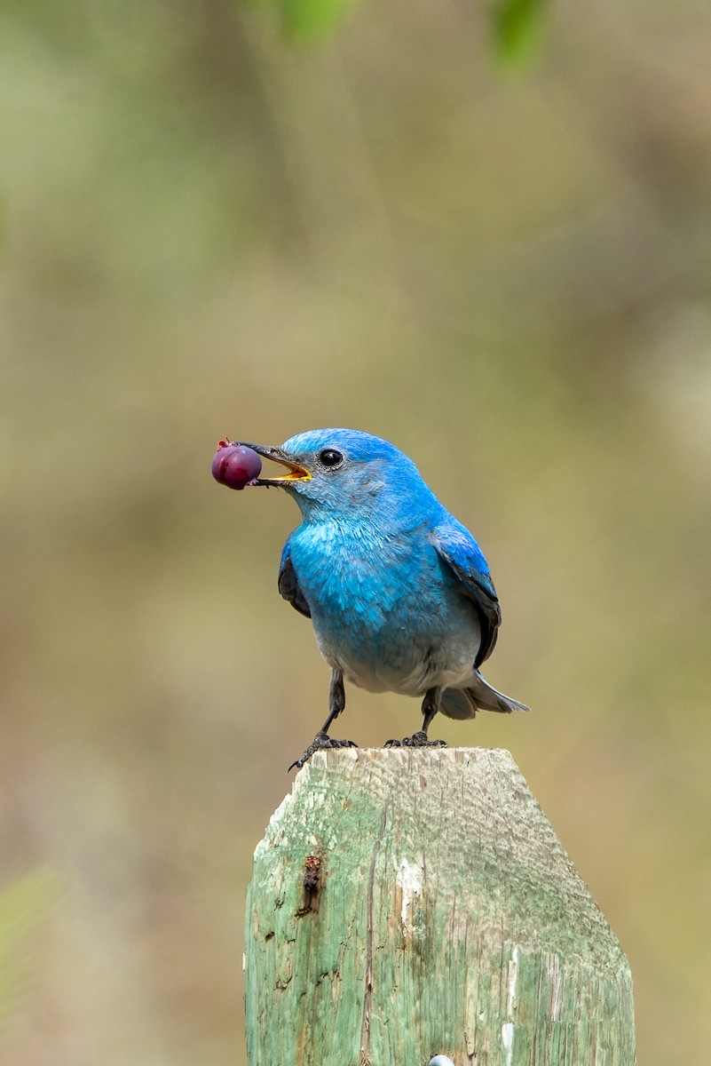 Mountain Bluebird - ML620974015