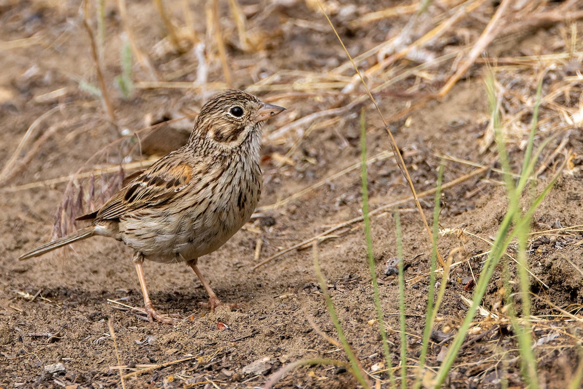 Vesper Sparrow - ML620974016