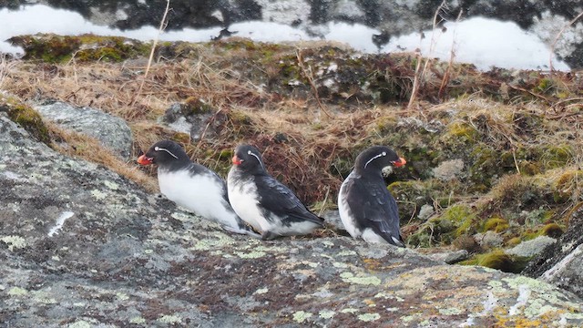 alkounek papouščí - ML620974018