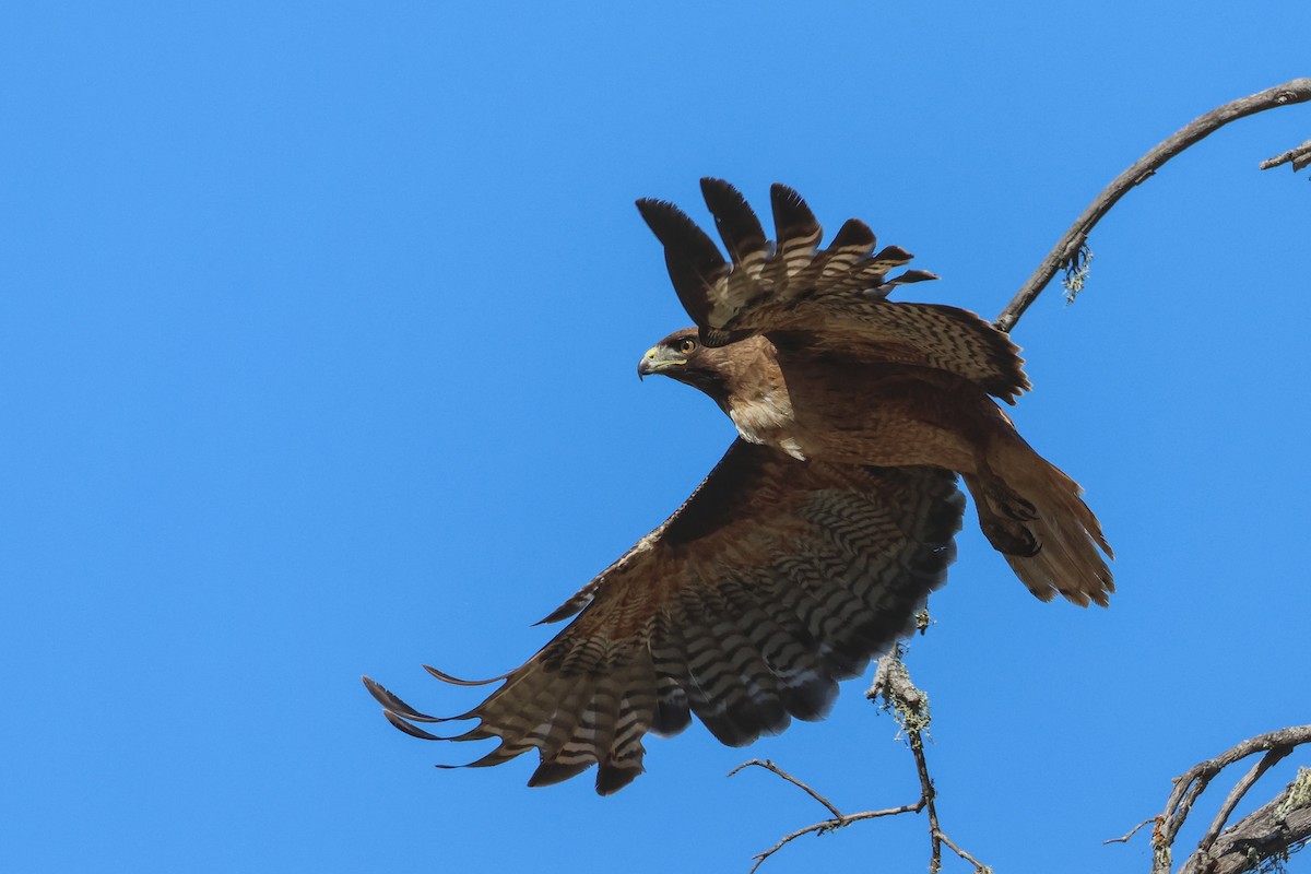 Red-tailed Hawk - ML620974055