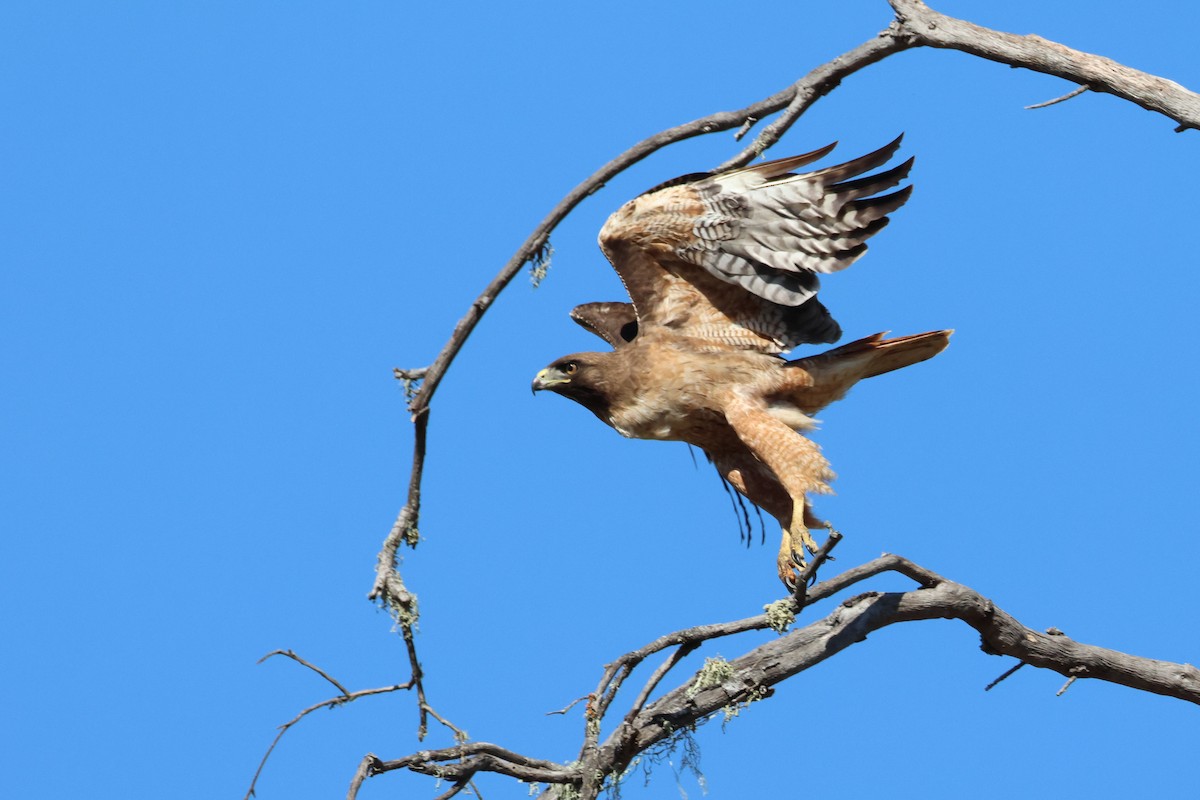 Red-tailed Hawk - ML620974056