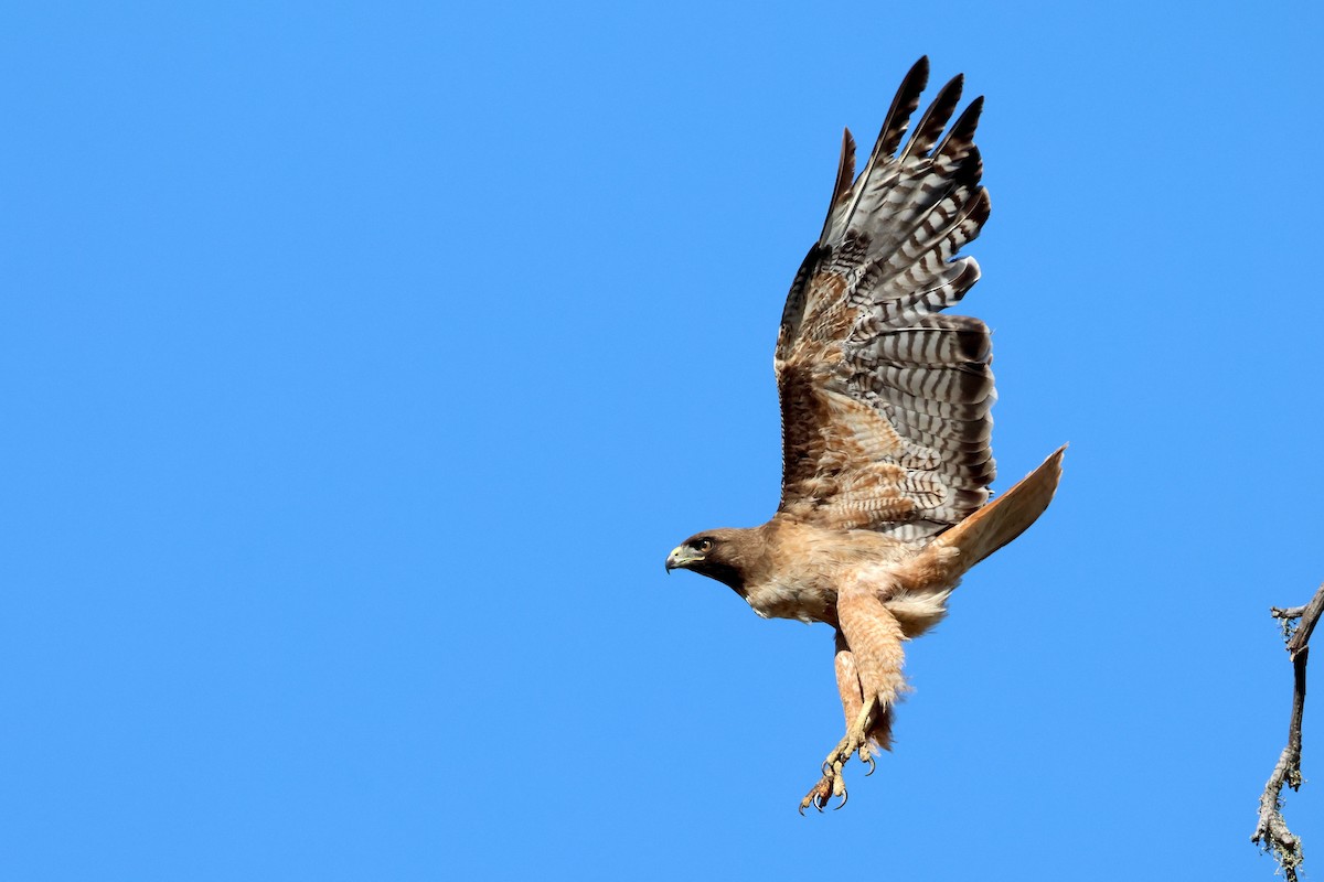 Red-tailed Hawk - ML620974057