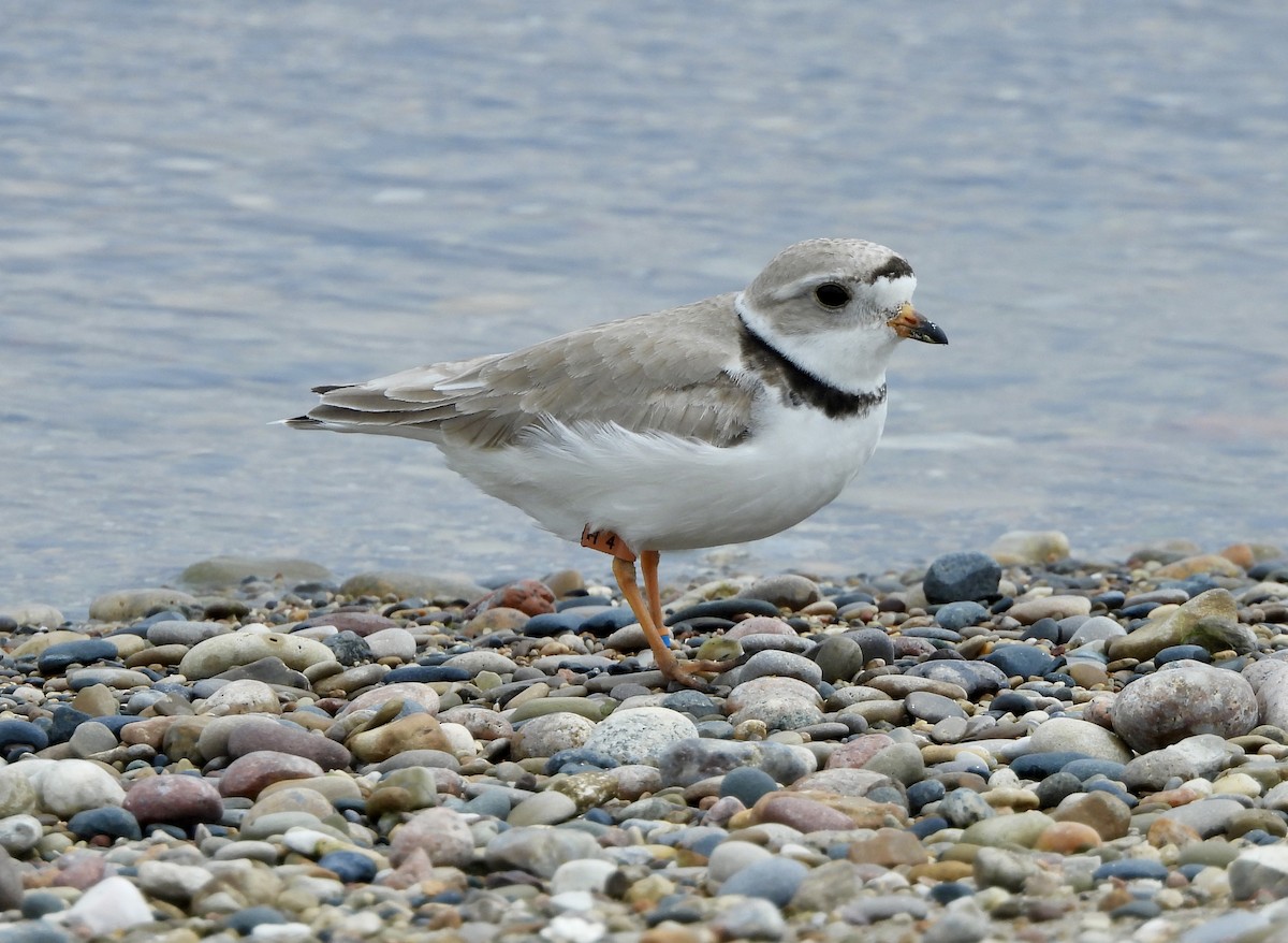 Piping Plover - ML620974064
