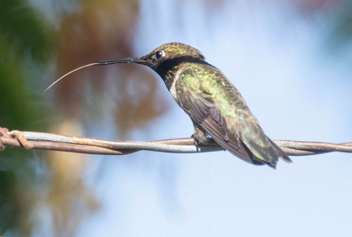 Black-chinned Hummingbird - ML620974079