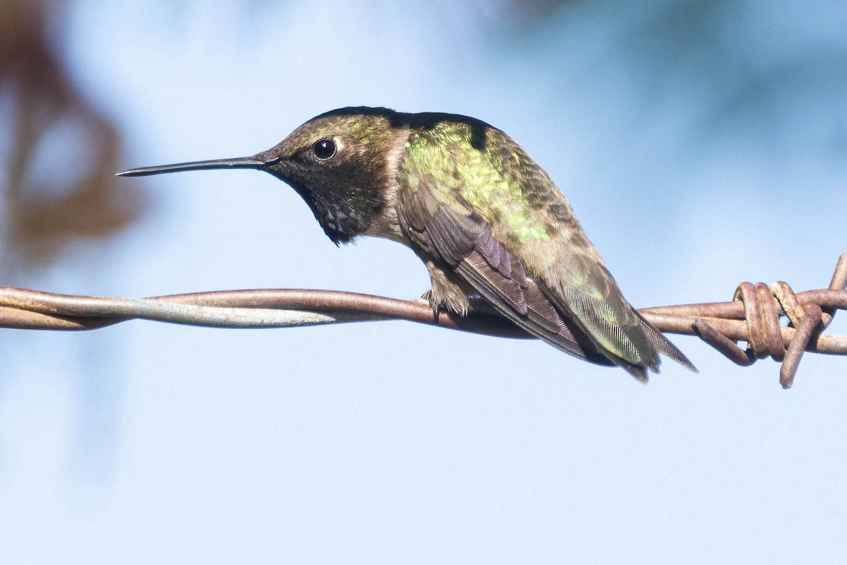 Black-chinned Hummingbird - ML620974080