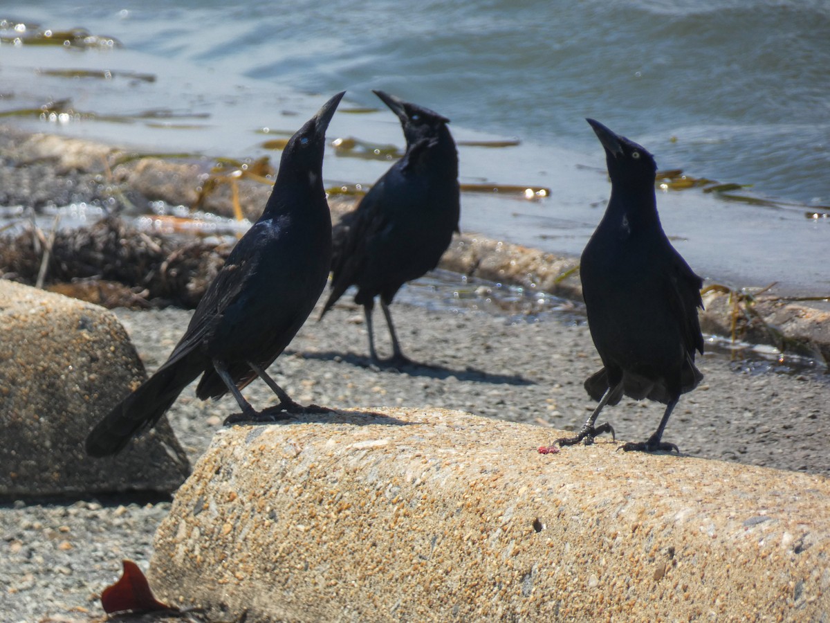 Boat-tailed Grackle - ML620974084