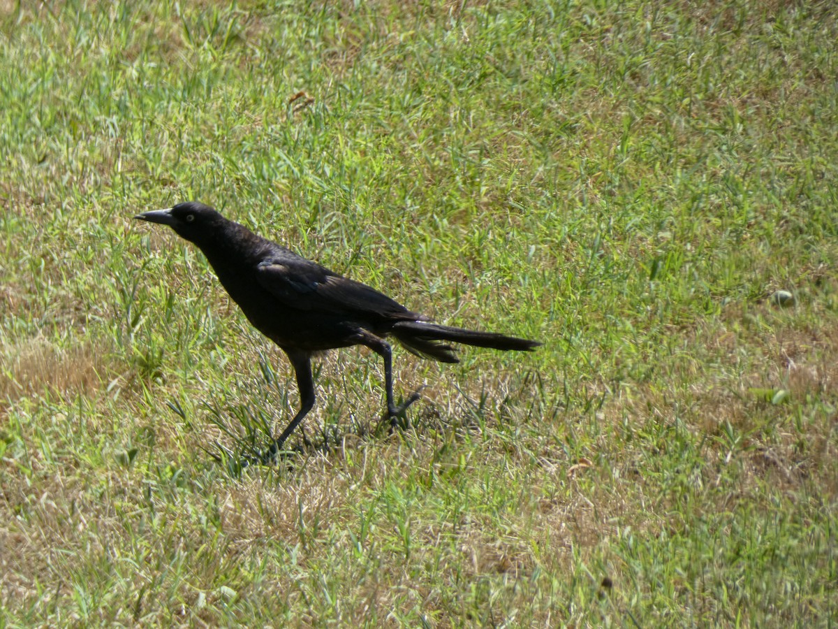 Boat-tailed Grackle - ML620974085