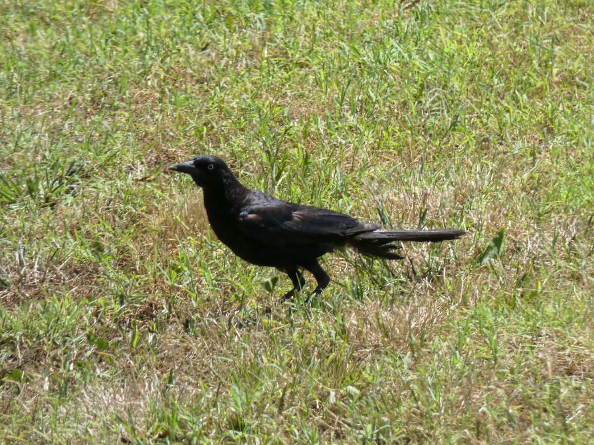 Boat-tailed Grackle - ML620974086