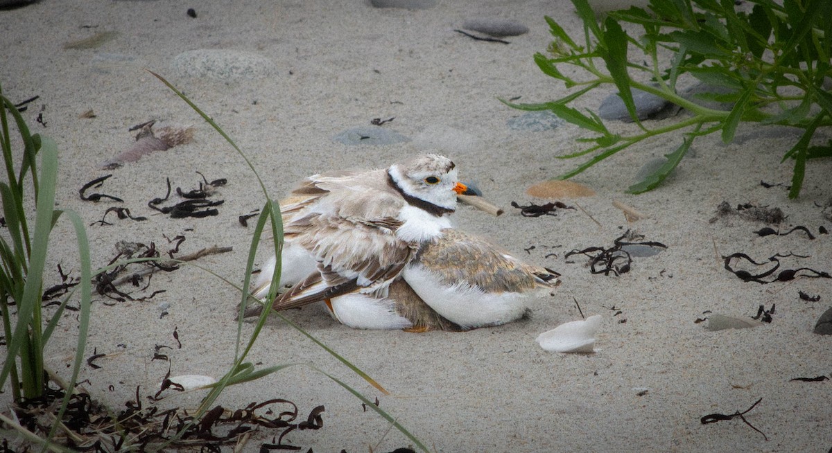 Piping Plover - ML620974091